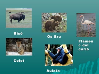 Bisó
Coiot
Ós Bru
Flamen
c del
carib
Aulata
 