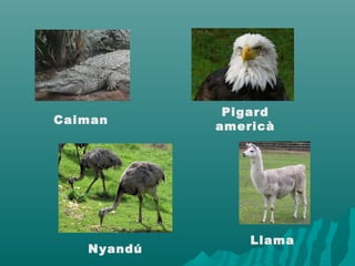 Nyandú
Caiman
Llama
Pigard
americà
 