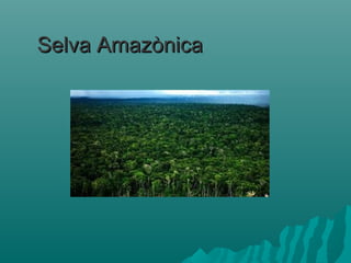 Selva AmazònicaSelva Amazònica
 