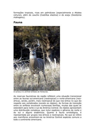 formações tropicais, ricas em palmáceas (especialmente a Attalea
cohune), além do caucho (Castilloa elastica) e do acaju (Swietenia
mahogany).
Fauna
O cariacu é o animal-símbolo de Honduras.
As reservas faunisticas da região refletem uma situação transicional
entre as faunas sul-americana (neotropical) e norte-americana (neo-
ártica), sendo, porém, mais neotropical do que neo-ártica no que diz
respeito aos vertebrados (exceto os répteis). As formas de transição
entre os anfíbios envolvem numerosas famílias, muitas das quais se
estendem para norte e sul da América Central. Ds répteis apresentam
uma distribuição complexa, que inclui espécies e gêneros do norte e
do sul e alguns endêmicos. Quanto à fauna ornitológica, é
representada por grupos neo-árticos e neotropicais. No que se refere
aos mamíferos encontram-se na América Central espécies comuns a
todo o continente americano.
 