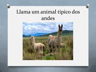 Llama um animal típico dos
andes
 