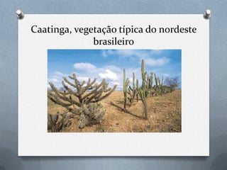 Caatinga, vegetação típica do nordeste
brasileiro
 