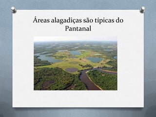 Áreas alagadiças são típicas do
Pantanal
 