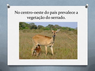 No centro-oeste do país prevalece a
vegetação do serrado.
 
