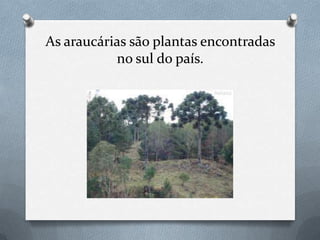 As araucárias são plantas encontradas
no sul do país.
 