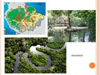 Amazônia
 