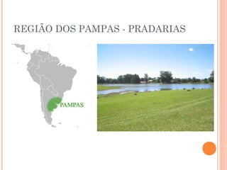 REGIÃO DOS PAMPAS - PRADARIAS
 