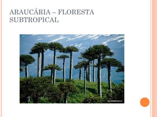 ARAUCÁRIA – FLORESTA
SUBTROPICAL
 