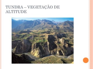 TUNDRA – VEGETAÇÃO DE
ALTITUDE
 