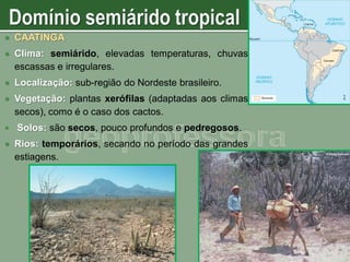 

CAATINGA



Clima: semiárido, elevadas temperaturas, chuvas
escassas e irregulares.



Localização: sub-região do Nordeste brasileiro.



Vegetação: plantas xerófilas (adaptadas aos climas
secos), como é o caso dos cactos.



Solos: são secos, pouco profundos e pedregosos.



Rios: temporários, secando no período das grandes
estiagens.

 