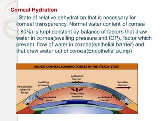 Corneal Hydration
State of relative dehydration that is necessary for
corneal transparency. Normal water content of cornea
( 80%) is kept constant by balance of factors that draw
water in cornea(swelling pressure and IOP), factor which
prevent flow of water in cornea(epithelial barrier) and
that draw water out of cornea(Endothelial pump)
 