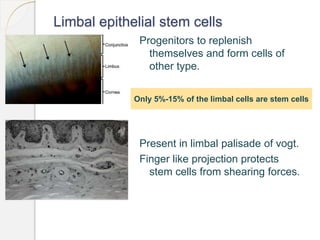 Limbal epithelial stem cells
Progenitors to replenish
themselves and form cells of
other type.
Present in limbal palisade of vogt.
Finger like projection protects
stem cells from shearing forces.
Only 5%-15% of the limbal cells are stem cells
 