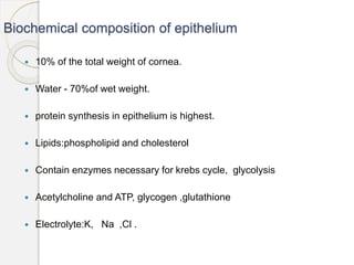 Biochemical composition of epithelium
 10% of the total weight of cornea.
 Water - 70%of wet weight.
 protein synthesis in epithelium is highest.
 Lipids:phospholipid and cholesterol
 Contain enzymes necessary for krebs cycle, glycolysis
 Acetylcholine and ATP, glycogen ,glutathione
 Electrolyte:K, Na ,Cl .
 