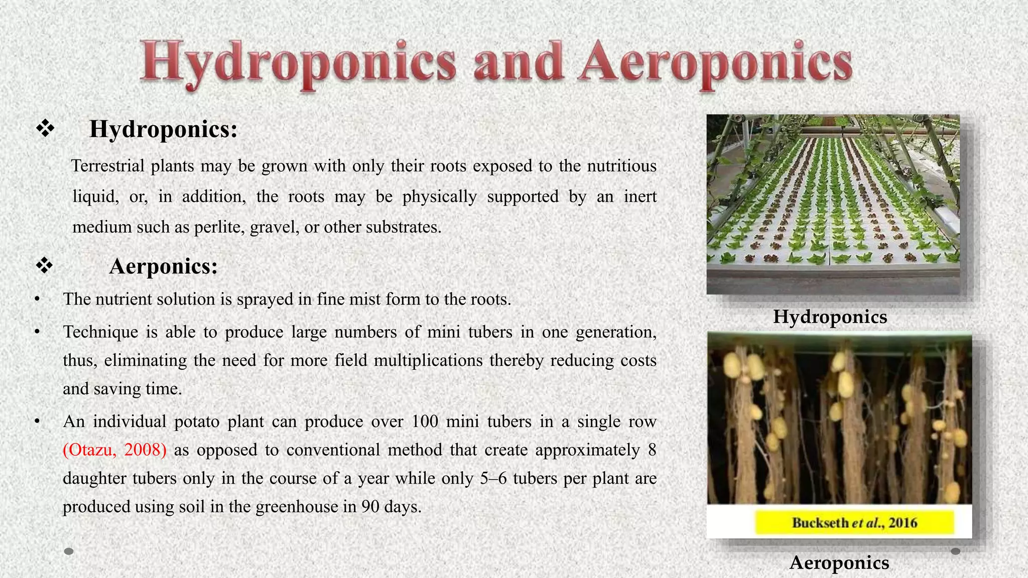 Terrestrial plants may be grown with only their roots exposed to the nutritious
liquid, or, in addition, the roots may be physically supported by an inert
medium such as perlite, gravel, or other substrates.
 Aerponics:
• The nutrient solution is sprayed in fine mist form to the roots.
• Technique is able to produce large numbers of mini tubers in one generation,
thus, eliminating the need for more field multiplications thereby reducing costs
and saving time.
• An individual potato plant can produce over 100 mini tubers in a single row
(Otazu, 2008) as opposed to conventional method that create approximately 8
daughter tubers only in the course of a year while only 5–6 tubers per plant are
produced using soil in the greenhouse in 90 days.
 Hydroponics:
Hydroponics
Aeroponics
 