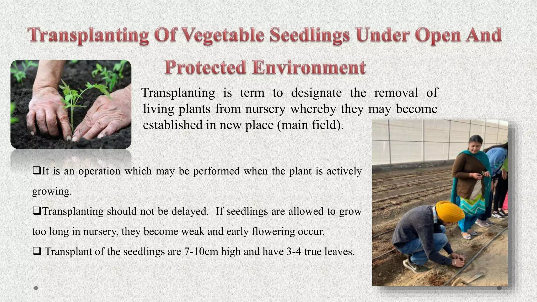 Transplanting is term to designate the removal of
living plants from nursery whereby they may become
established in new place (main field).
It is an operation which may be performed when the plant is actively
growing.
Transplanting should not be delayed. If seedlings are allowed to grow
too long in nursery, they become weak and early flowering occur.
 Transplant of the seedlings are 7-10cm high and have 3-4 true leaves.
 