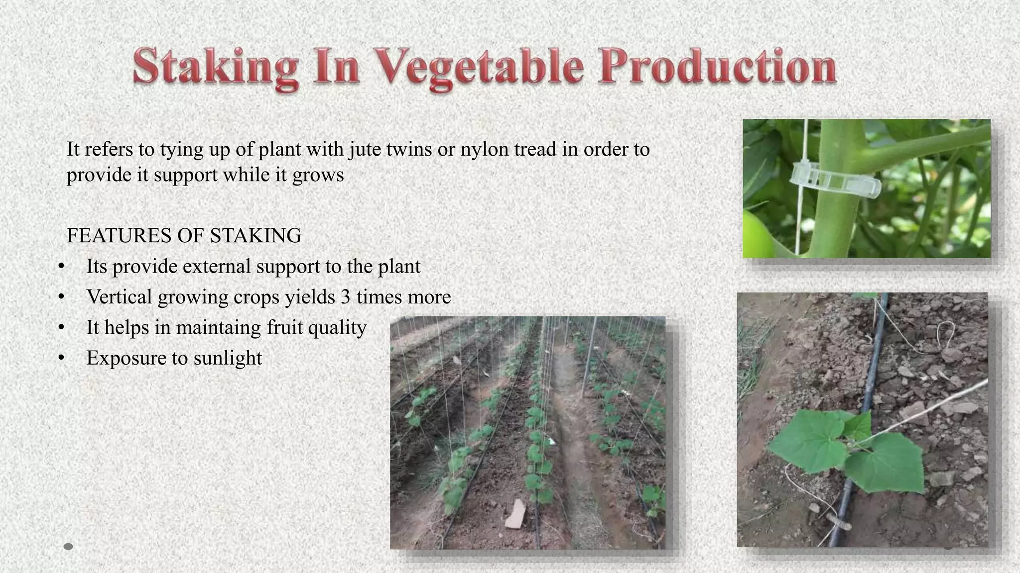 It refers to tying up of plant with jute twins or nylon tread in order to
provide it support while it grows
FEATURES OF STAKING
• Its provide external support to the plant
• Vertical growing crops yields 3 times more
• It helps in maintaing fruit quality
• Exposure to sunlight
 