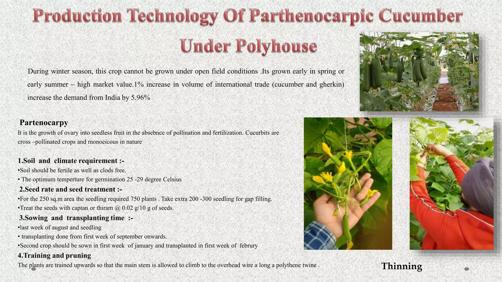 During winter season, this crop cannot be grown under open field conditions .Its grown early in spring or
early summer – high market value.1% increase in volume of international trade (cucumber and gherkin)
increase the demand from India by 5.96%
Partenocarpy
It is the growth of ovary into seedless fruit in the absebnce of pollination and fertilization. Cucurbits are
cross –pollinated crops and monoeicous in nature
1.Soil and climate requirement :-
•Soil should be fertile as well as clods free.
• The optimum temperture for germination 25 -29 degree Celsius
2.Seed rate and seed treatment :-
•For the 250 sq.m area the seedling required 750 plants . Take extra 200 -300 seedling for gap filling.
•Treat the seeds with captan or thiram @ 0.02 g/10 g of seeds.
3.Sowing and transplanting time :-
•last week of august and seedling
• transplanting done from first week of september onwards.
•Second crop should be sown in first week of january and transplanted in first week of februry
4.Training and pruning
The plants are trained upwards so that the main stem is allowed to climb to the overhead wire a long a polythene twine . Thinning
 
