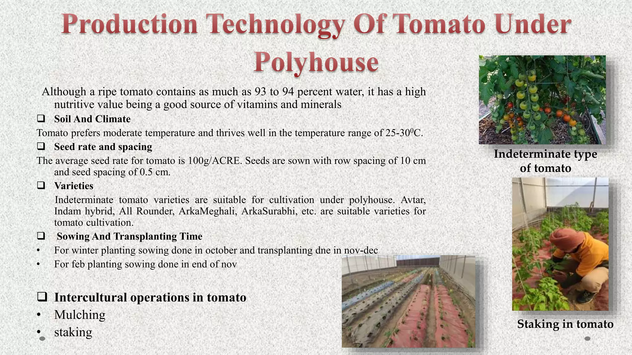 Although a ripe tomato contains as much as 93 to 94 percent water, it has a high
nutritive value being a good source of vitamins and minerals
 Soil And Climate
Tomato prefers moderate temperature and thrives well in the temperature range of 25-300C.
 Seed rate and spacing
The average seed rate for tomato is 100g/ACRE. Seeds are sown with row spacing of 10 cm
and seed spacing of 0.5 cm.
 Varieties
Indeterminate tomato varieties are suitable for cultivation under polyhouse. Avtar,
Indam hybrid, All Rounder, ArkaMeghali, ArkaSurabhi, etc. are suitable varieties for
tomato cultivation.
 Sowing And Transplanting Time
• For winter planting sowing done in october and transplanting dne in nov-dec
• For feb planting sowing done in end of nov
 Intercultural operations in tomato
• Mulching
• staking
Indeterminate type
of tomato
Staking in tomato
 