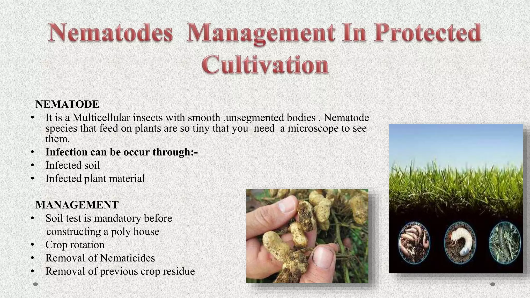 NEMATODE
• It is a Multicellular insects with smooth ,unsegmented bodies . Nematode
species that feed on plants are so tiny that you need a microscope to see
them.
• Infection can be occur through:-
• Infected soil
• Infected plant material
MANAGEMENT
• Soil test is mandatory before
constructing a poly house
• Crop rotation
• Removal of Nematicides
• Removal of previous crop residue
 