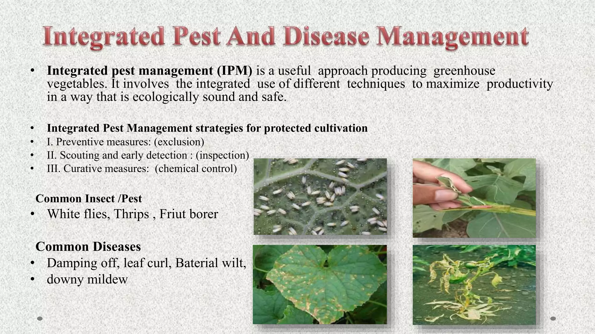 • Integrated pest management (IPM) is a useful approach producing greenhouse
vegetables. It involves the integrated use of different techniques to maximize productivity
in a way that is ecologically sound and safe.
• Integrated Pest Management strategies for protected cultivation
• I. Preventive measures: (exclusion)
• II. Scouting and early detection : (inspection)
• III. Curative measures: (chemical control)
Common Insect /Pest
• White flies, Thrips , Friut borer
Common Diseases
• Damping off, leaf curl, Baterial wilt,
• downy mildew
 