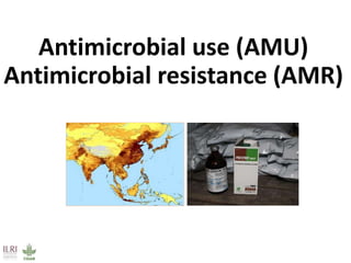 ILRI research on foodborne diseases and antimicrobial resistance associated with pigs