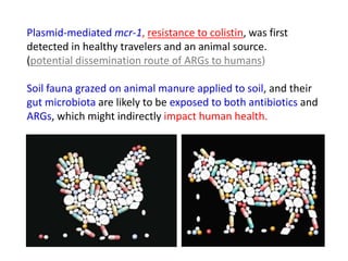 Plasmid-mediated mcr-1, resistance to colistin, was first
detected in healthy travelers and an animal source.
(potential dissemination route of ARGs to humans)
Soil fauna grazed on animal manure applied to soil, and their
gut microbiota are likely to be exposed to both antibiotics and
ARGs, which might indirectly impact human health.
 