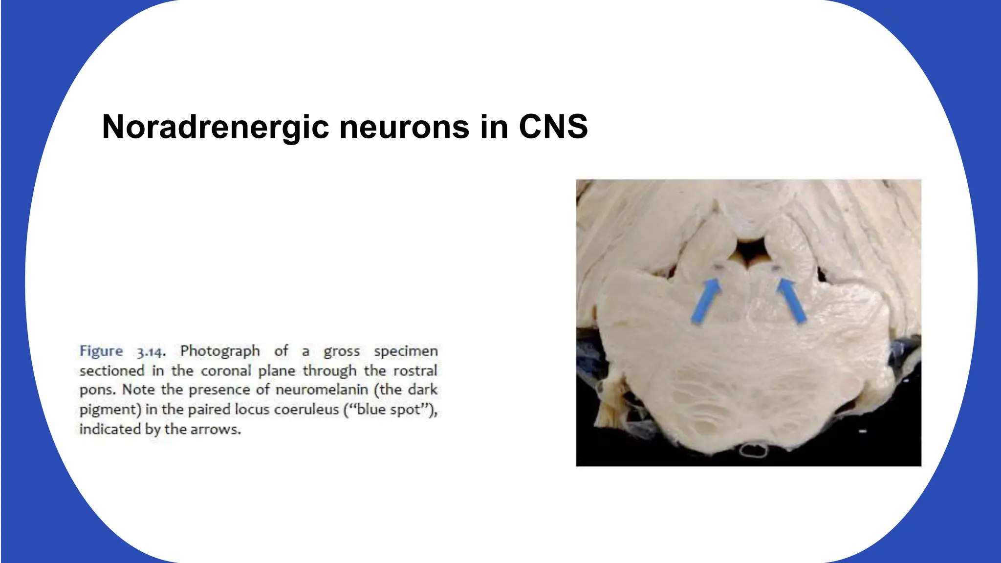Noradrenergic neurons in CNS
The noradrenergic innervation in the brain is mainly derived from a very small cluster of neurons located
in the locus coeruleus (LC, part of the pons)
in addition to a more diffuse grouping in the lateral tegmental area (part of the midbrain).
LC norepinephrine neurons exhibit different activity modes:
Tonic firing with short periods of burst firing: associated with the sleep–waking cycle,
Phasic mode: occurs in response to arousing stimuli.