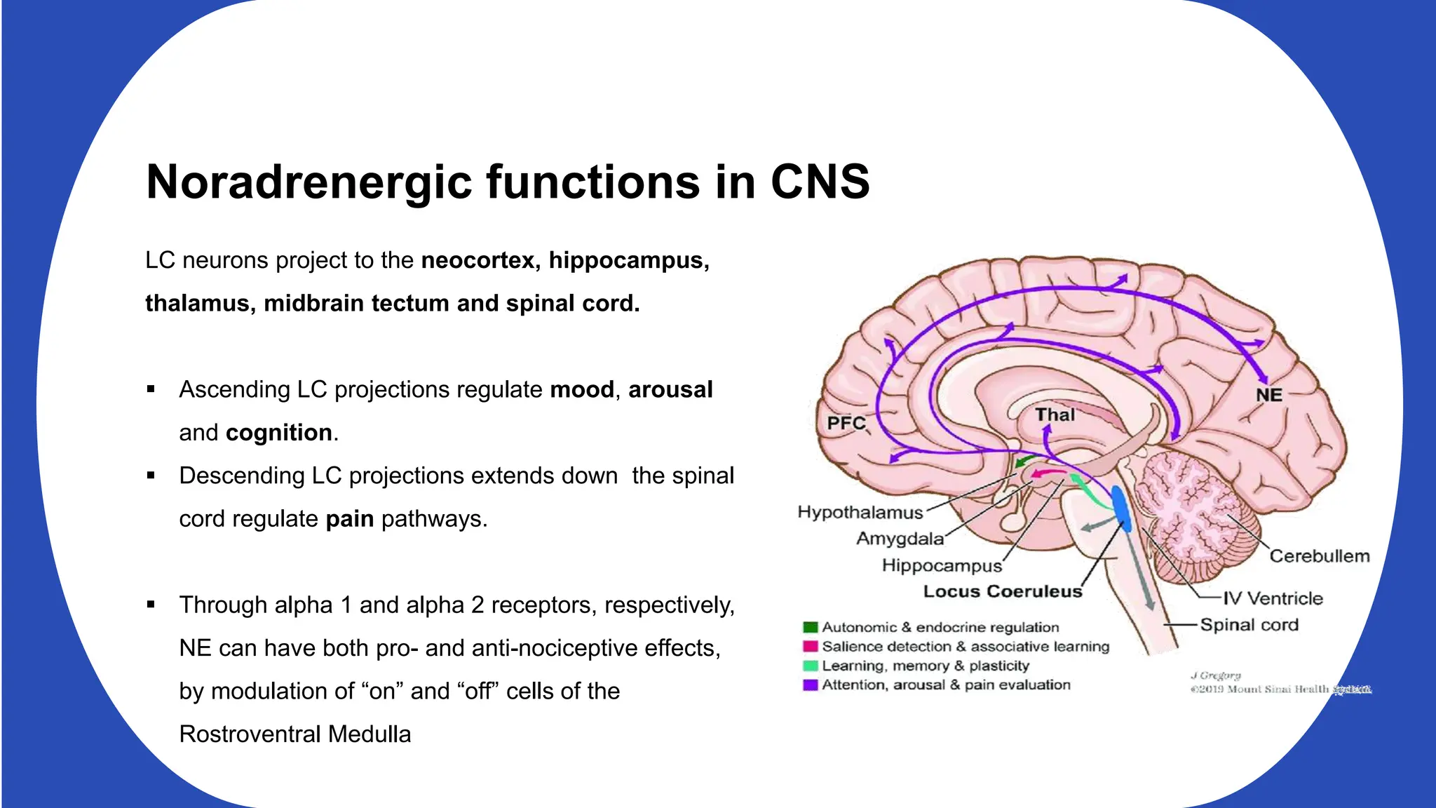 Noradrenergic functions in CNS
LC neurons project to the neocortex, hippocampus,
thalamus, midbrain tectum and spinal cord.
Ascending LC projections regulate mood, arousal
and cognition.
Descending LC projections extends down the spinal
cord regulate pain pathways.
Through alpha 1 and alpha 2 receptors, respectively,
NE can have both pro- and anti-nociceptive effects,
by modulation of “on” and “off” cells of the
Rostroventral Medulla