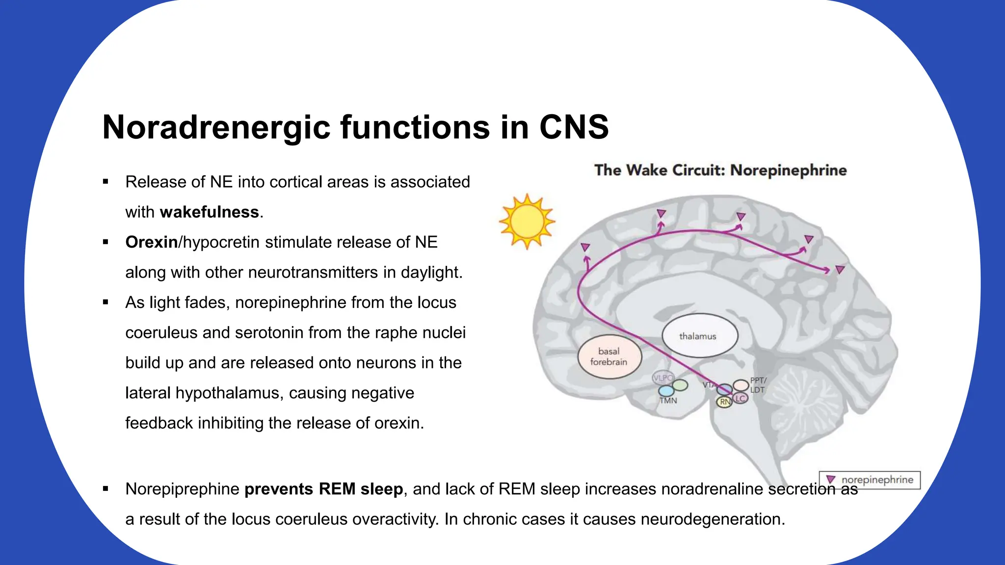 Noradrenergic functions in CNS
Release of NE into cortical areas is associated
with wakefulness.
Orexin/hypocretin stimulate release of NE
along with other neurotransmitters in daylight.
As light fades, norepinephrine from the locus
coeruleus and serotonin from the raphe nuclei
build up and are released onto neurons in the
lateral hypothalamus, causing negative
feedback inhibiting the release of orexin.
Norepiprephine prevents REM sleep, and lack of REM sleep increases noradrenaline secretion as
a result of the locus coeruleus overactivity. In chronic cases it causes neurodegeneration.