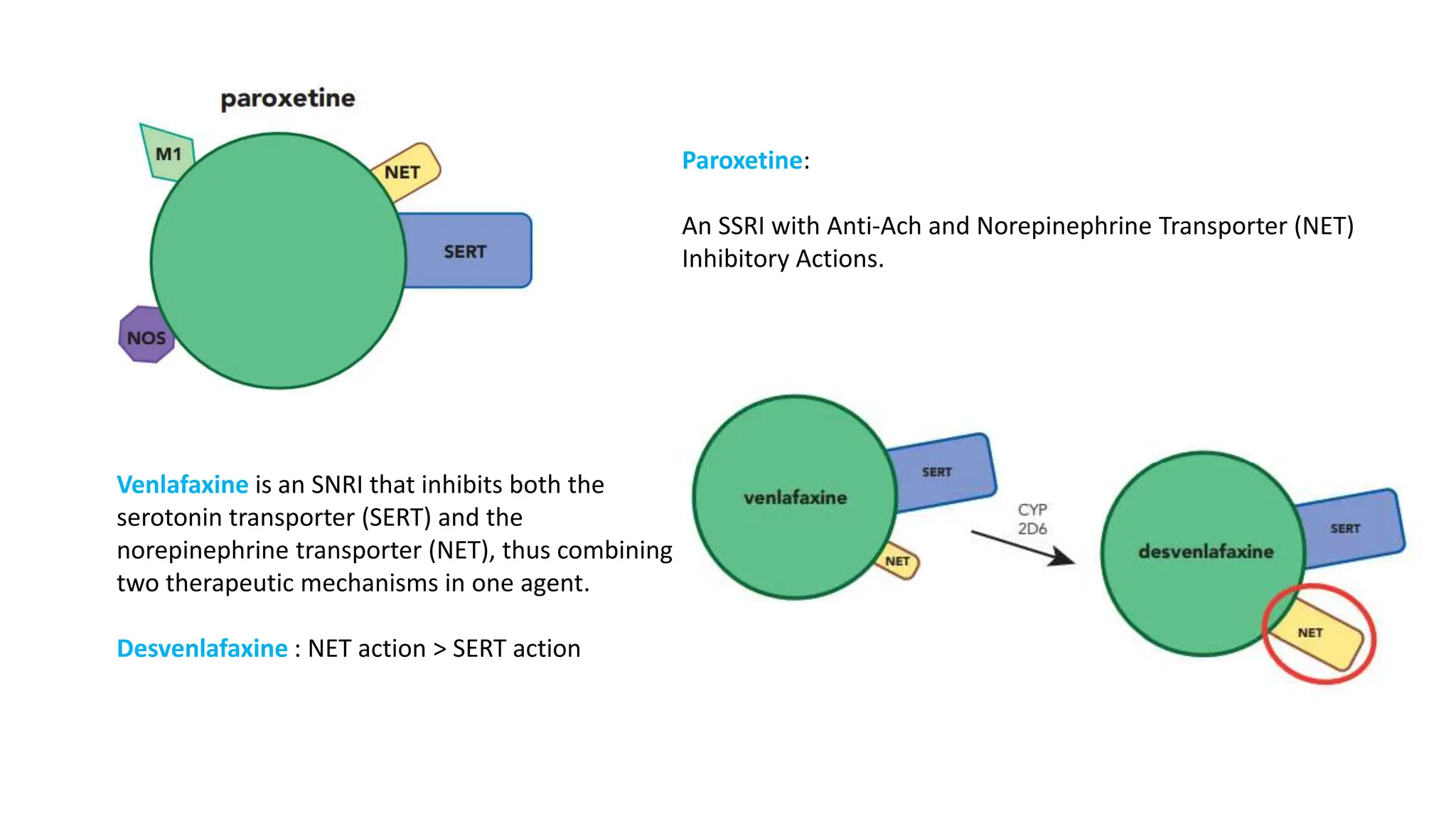 Paroxetine:
An SSRI with Anti-Ach and Norepinephrine Transporter (NET)
Inhibitory Actions.
Venlafaxine is an SNRI that inhibits both the
serotonin transporter (SERT) and the
norepinephrine transporter (NET), thus combining
two therapeutic mechanisms in one agent.
Desvenlafaxine : NET action > SERT action