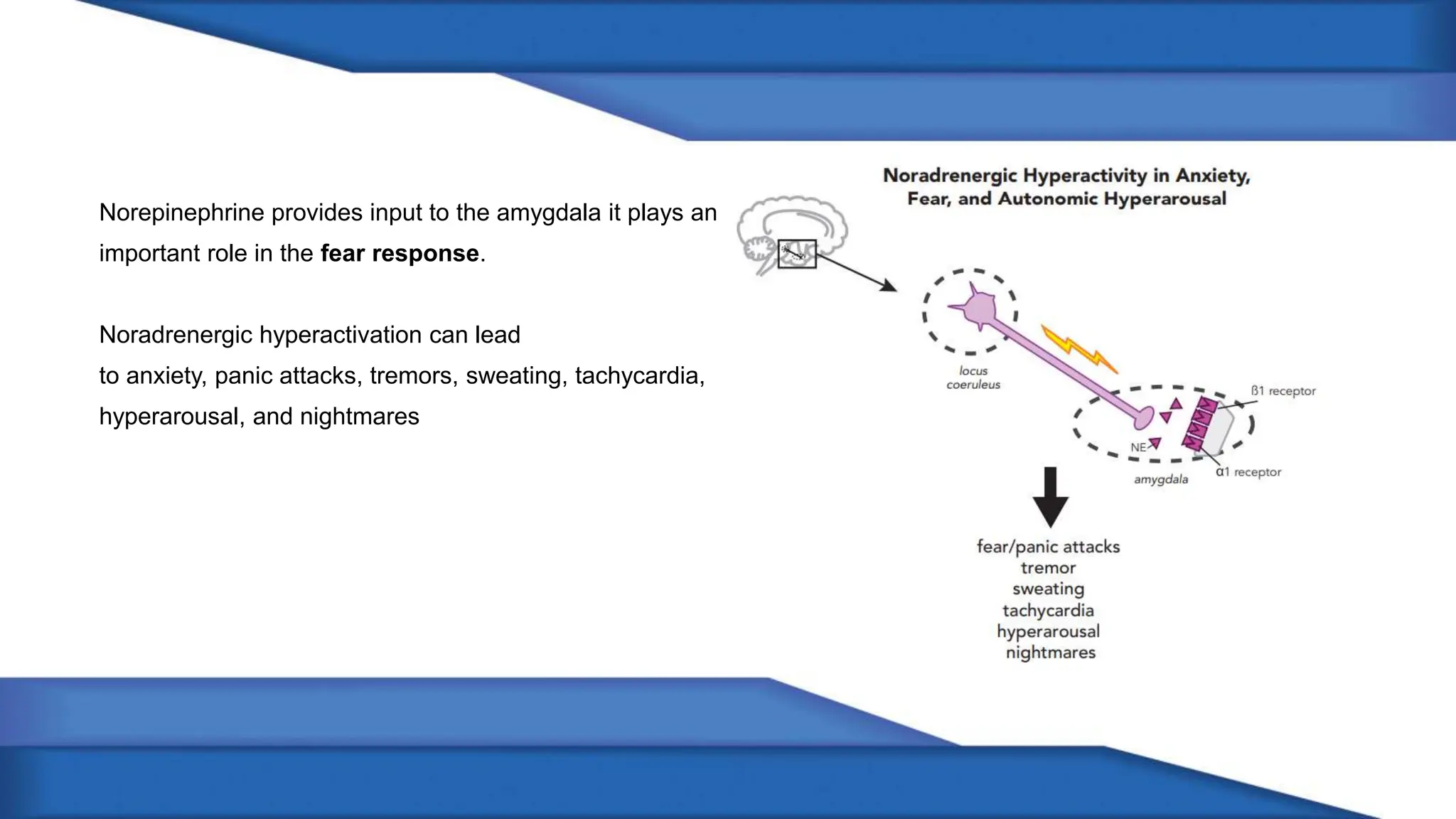 Norepinephrine provides input to the amygdala it plays an
important role in the fear response.
Noradrenergic hyperactivation can lead
to anxiety, panic attacks, tremors, sweating, tachycardia,
hyperarousal, and nightmares