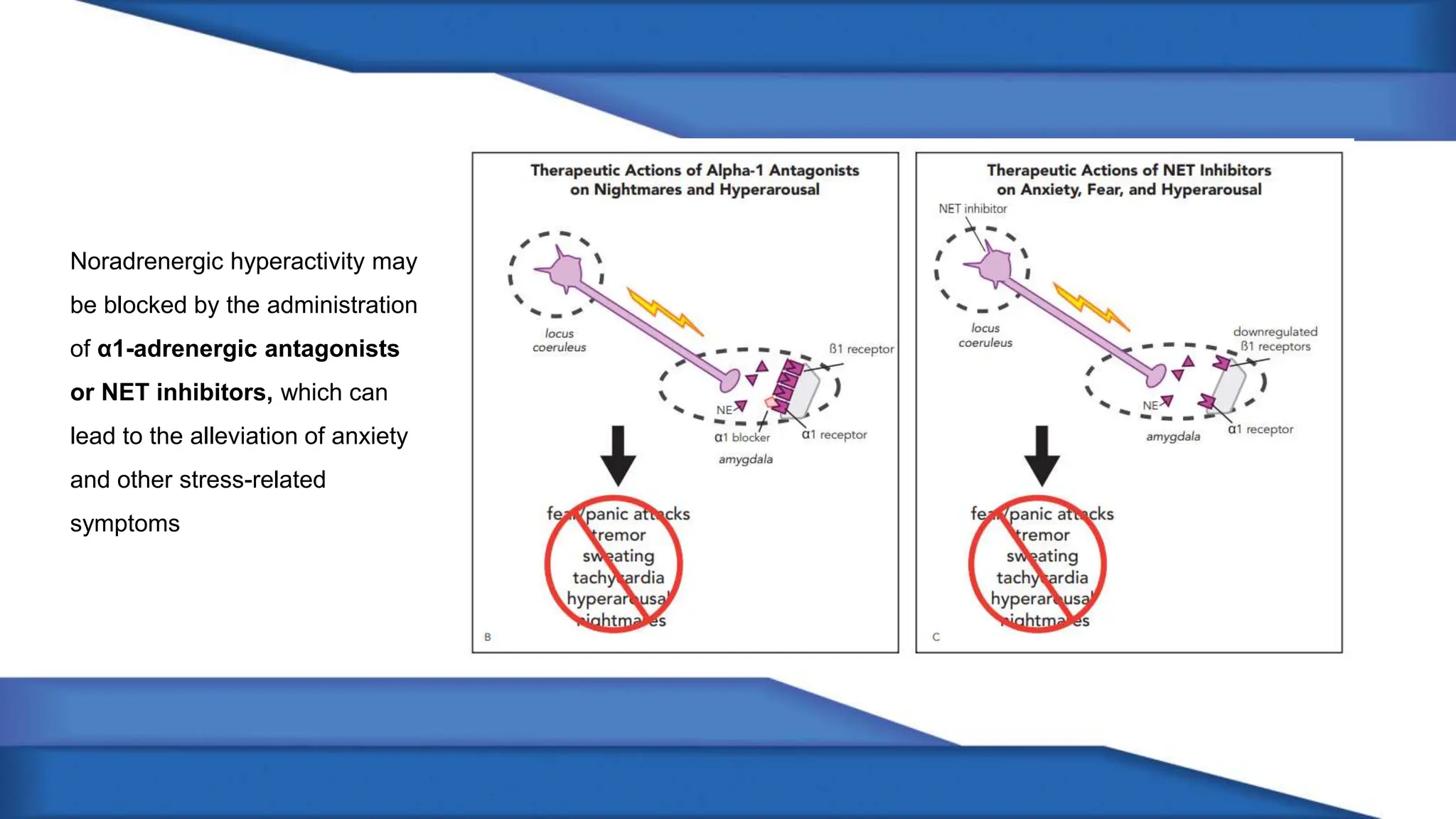 Noradrenergic hyperactivity may
be blocked by the administration
of α1-adrenergic antagonists
or NET inhibitors, which can
lead to the alleviation of anxiety
and other stress-related
symptoms