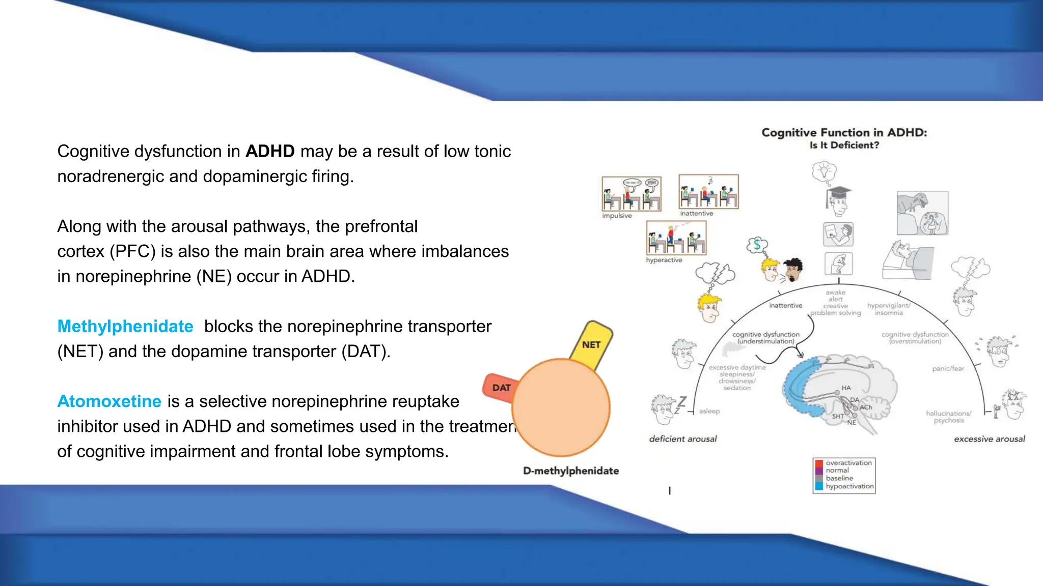 Cognitive dysfunction in ADHD may be a result of low tonic
noradrenergic and dopaminergic firing.
Along with the arousal pathways, the prefrontal
cortex (PFC) is also the main brain area where imbalances
in norepinephrine (NE) occur in ADHD.
Methylphenidate blocks the norepinephrine transporter
(NET) and the dopamine transporter (DAT).
Atomoxetine is a selective norepinephrine reuptake
inhibitor used in ADHD and sometimes used in the treatment
of cognitive impairment and frontal lobe symptoms.