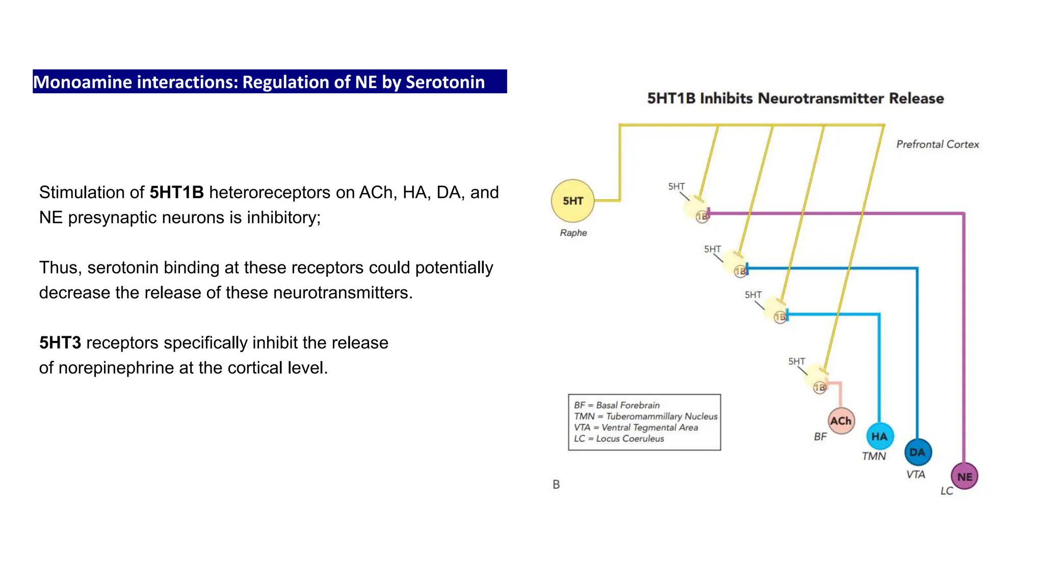 Monoamine interactions: Regulation of NE by Serotonin
Stimulation of 5HT1B heteroreceptors on ACh, HA, DA, and
NE presynaptic neurons is inhibitory;
Thus, serotonin binding at these receptors could potentially
decrease the release of these neurotransmitters.
5HT3 receptors specifically inhibit the release
of norepinephrine at the cortical level.