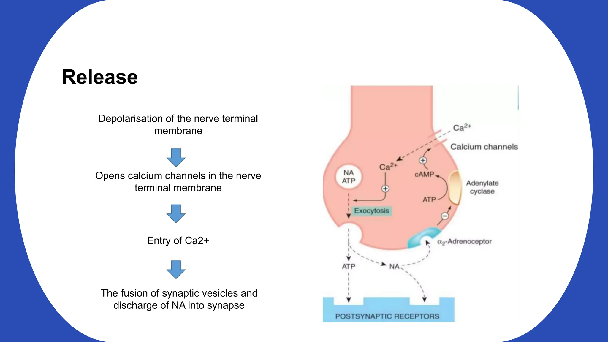 Release
Depolarisation of the nerve terminal
membrane
Opens calcium channels in the nerve
terminal membrane
Entry of Ca2+
The fusion of synaptic vesicles and
discharge of NA into synapse