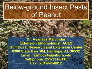 Below-ground Insect Pests of Peanut Dr. Ayanava Majumdar Extension Entomologist, ACES Gulf Coast Research and Extension Center 8300 State Hwy 104, Fairhope, AL 36532 Email:  [email_address] Cell phone: 251-331-8416 Fax:  251-990-8912 