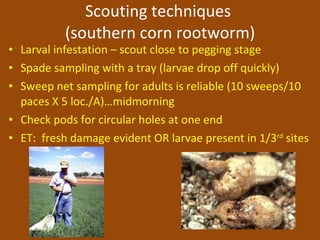 Soil Insect Pests of Peanuts | PPT