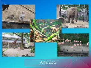 Artis Zoo
 