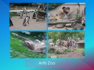 Artis Zoo
 