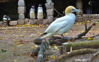 Artis zoo
 