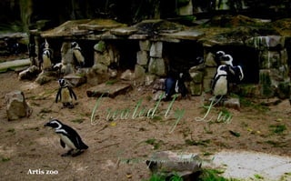 Artis zoo
 