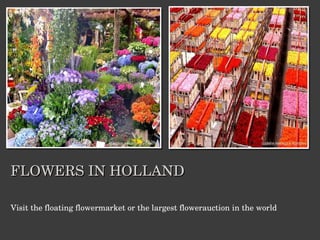 FLOWERS IN HOLLAND Visit the floating flowermarket or the largest flowerauction in the world  
