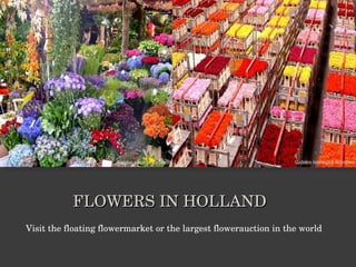 FLOWERS IN HOLLAND Visit the floating flowermarket or the largest flowerauction in the world  
