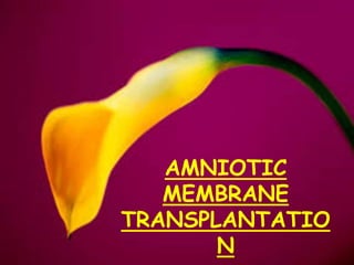 AMNIOTIC
MEMBRANE
TRANSPLANTATIO
N
 