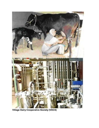 Village Dairy Cooperative Society (VDCS)
 