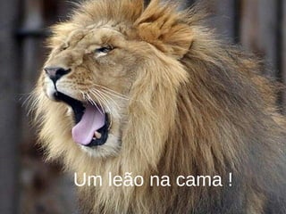 Um leão na cama !
 