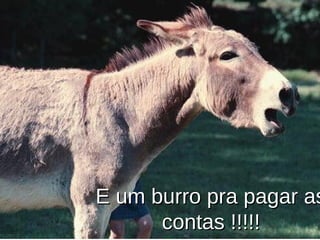 E um burro pra pagar as
      contas !!!!!
 