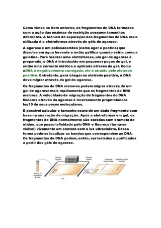 A multiplicação dos fragmentos de dna | DOCX