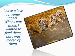 I have a love
for Amur
tigers.
When I was
small, I
wanted to
feed them,
but I was
scared of
them.
 