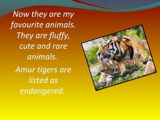 Now they are my
favourite animals.
They are fluffy,
cute and rare
animals.
Amur tigers are
listed as
endangered.
 